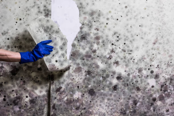 Best Local Mold Removal Service  in The Hideout, PA