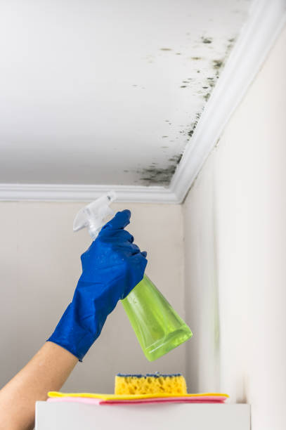 Best Black Mold Removal  in The Hideout, PA